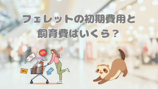 フェレットの初期費用と飼育費はいくら？実際にかかった金額まとめ