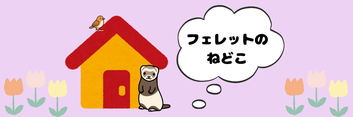 フェレットのねどこ