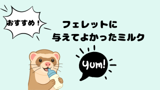 フェレットに与えてよかったミルク｜健康維持に役立った理由と実体験