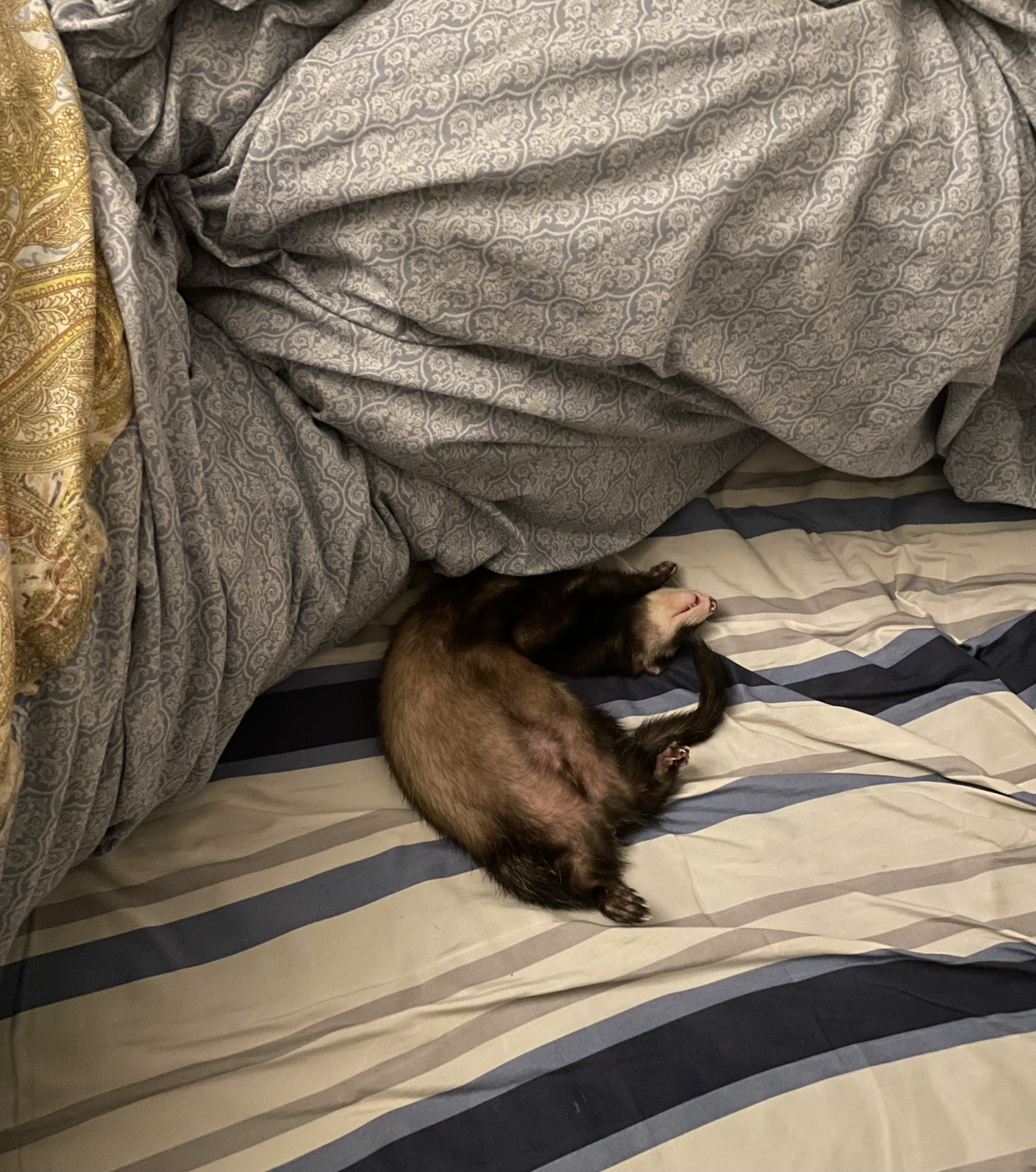 布団で添い寝するようになったフェレット｜ある日突然始まった行動